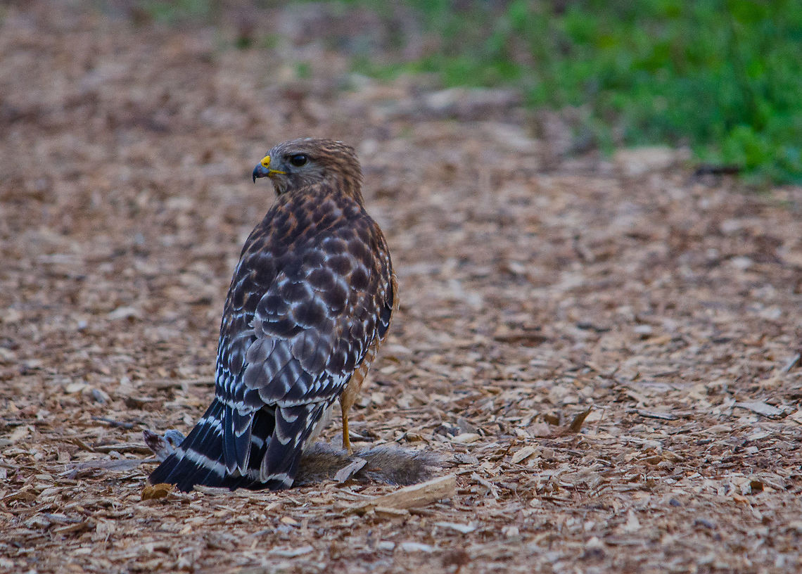 Fresh catch Taken in Decatur, Georgia. I just happened upon this hawk guarding its freshly caught squirrel from the crows looming nearby. Buteo lineatus,Geotagged,Red-shouldered Hawk,Spring,United States