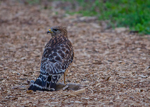 Fresh catch Taken in Decatur, Georgia. I just happened upon this hawk guarding its freshly caught squirrel from the crows looming nearby. Buteo lineatus,Geotagged,Red-shouldered Hawk,Spring,United States