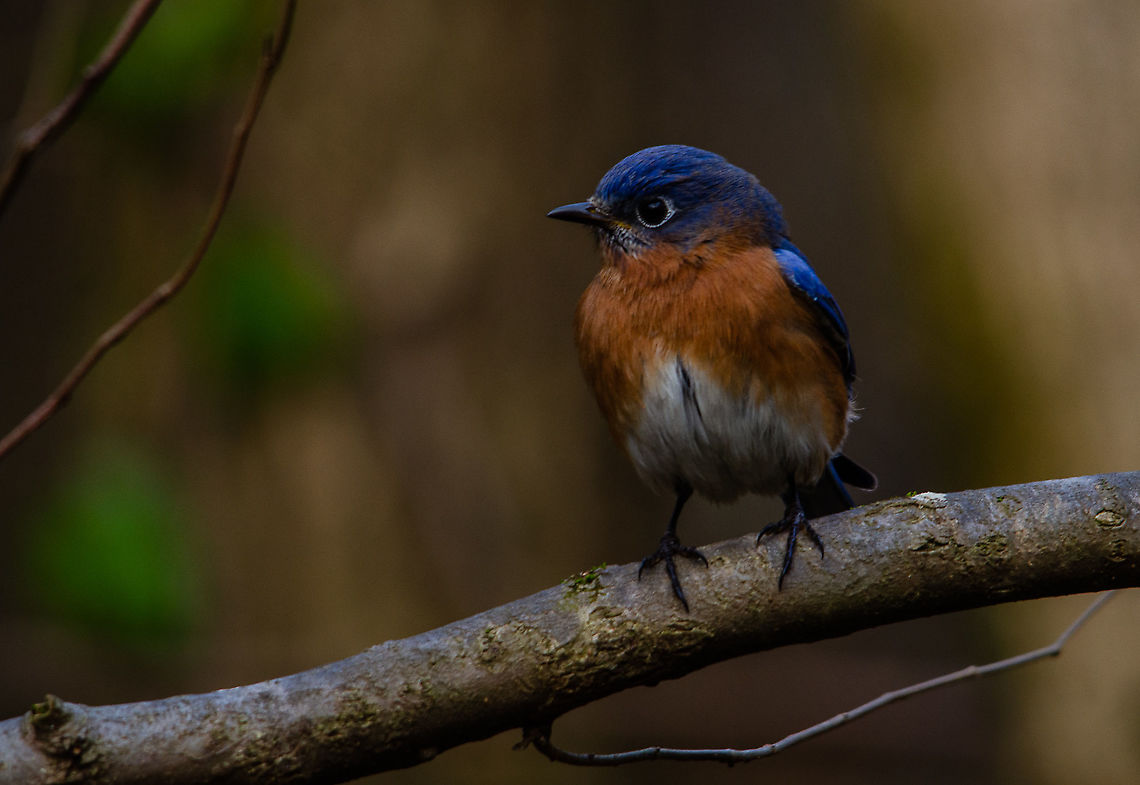 Bluebird at dusk Decatur, Georgia Eastern Bluebird,Geotagged,Sialia sialis,United States,Winter