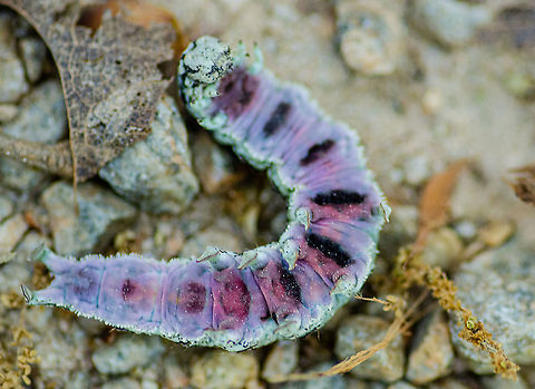 The underbelly Taken off a trail in Suwanee, Georgia Catocala ilia,Geotagged,Ilia Underwing,Spring,United States