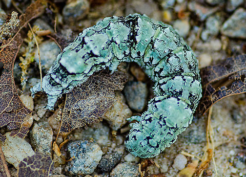 Taken off a trail in Suwanee, Georgia  Catocala ilia,Geotagged,Ilia Underwing,Spring,United States