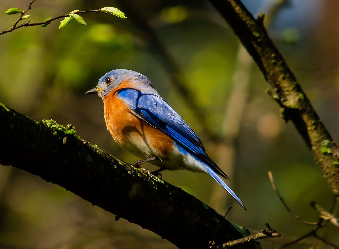 Bluebird in Decatur, Georgia  Eastern Bluebird,Geotagged,Sialia sialis,Spring,United States