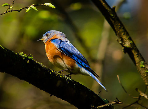 Bluebird in Decatur, Georgia  Eastern Bluebird,Geotagged,Sialia sialis,Spring,United States