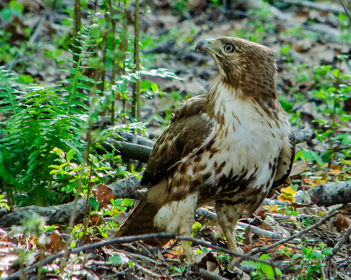 Taken off a trail in Suwanee, Georgia  Buteo jamaicensis,Buteo lineatus,Geotagged,Red-shouldered Hawk,Red-tailed hawk,Spring,United States