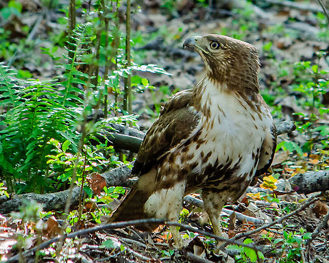 Taken off a trail in Suwanee, Georgia  Buteo jamaicensis,Buteo lineatus,Geotagged,Red-shouldered Hawk,Red-tailed hawk,Spring,United States