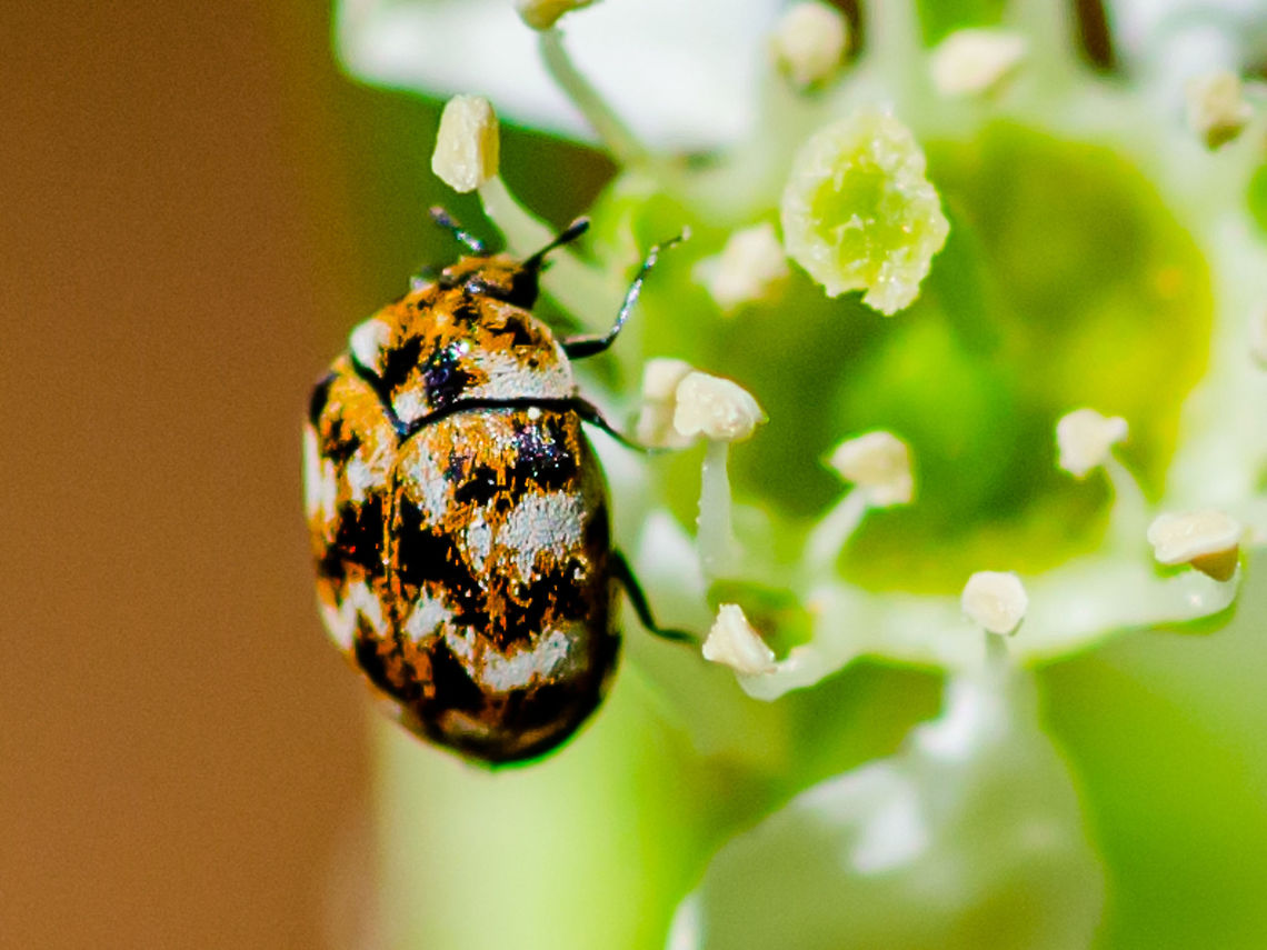 Little carpet beetle Taken in Norcross, GA Anthrenus verbasci,Geotagged,Spring,United States,Varied carpet beetle