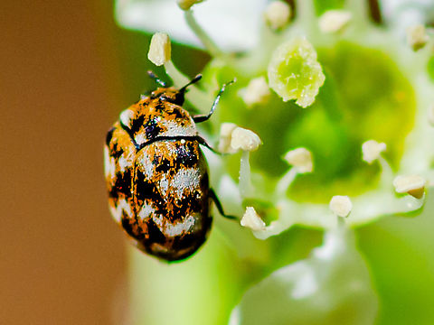 Little carpet beetle Taken in Norcross, GA Anthrenus verbasci,Geotagged,Spring,United States,Varied carpet beetle