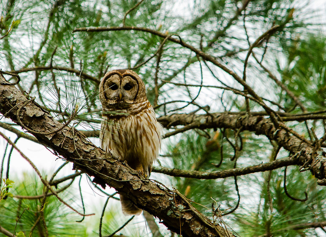 Barred Owl Taken in Norcross, GA Barred Owl,Geotagged,Spring,Strix varia,United States