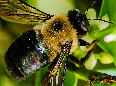 Bee Reflections Taken in Norcross, GA Eastern Carpenter Bee,Geotagged,Spring,United States,Xylocopa virginica