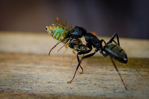 Dinner time  Black carpenter ant,Camponotus pennsylvanicus,Geotagged,Spring,United States