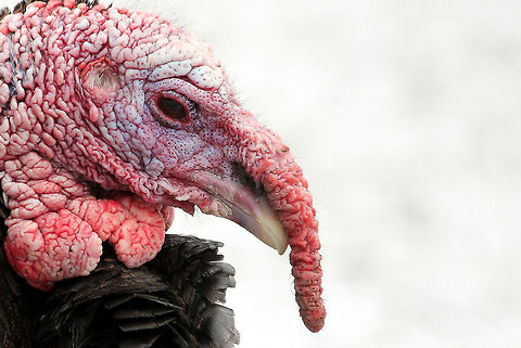 "Cold Turkey" Cold Turkey: a turkey in the snow! Domesticated turkey,Geotagged,Meleagris gallopavo,The Netherlands