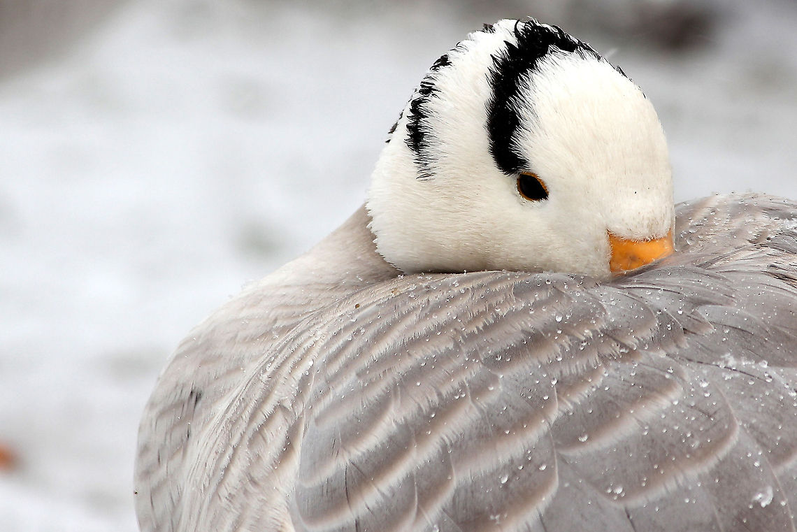 Bar-headed Goose  Anser indicus,Bar-headed Goose,Geotagged,The Netherlands