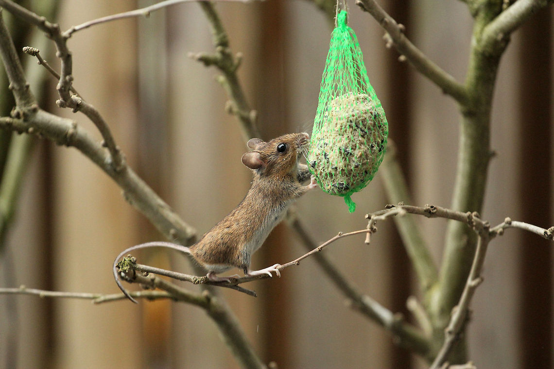 Catch the Thief!  Apodemus flavicollis,Geotagged,The Netherlands,Yellow-necked mouse,geelhalsbosmuis,grote bosmuis