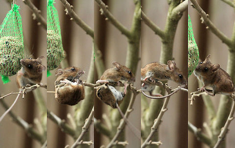 And sometimes it almost went wrong...  Apodemus flavicollis,Geotagged,The Netherlands,Yellow-necked mouse