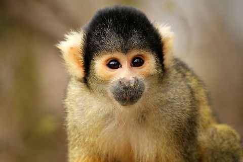 Black-capped squirrel monkey  Black-capped squirrel monkey,GaiaPark,Geotagged,Saimiri boliviensis,The Netherlands