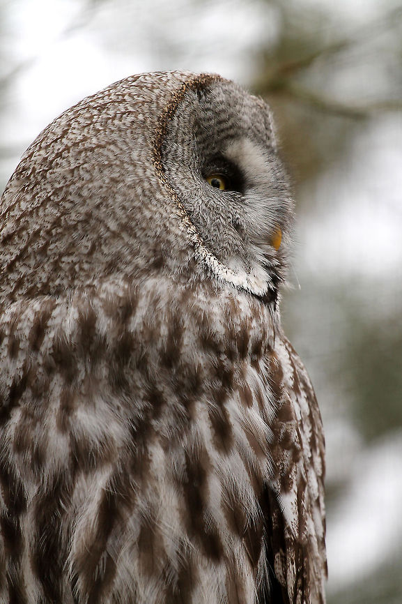 Great Grey Owl  Gaiapark,Geotagged,Great Grey Owl,Strix nebulosa,The Netherlands