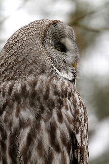 Great Grey Owl  Gaiapark,Geotagged,Great Grey Owl,Strix nebulosa,The Netherlands