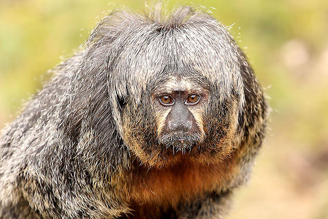 Female White-faced Saki  GaiaPark,Geotagged,Pithecia pithecia,The Netherlands,White-faced saki