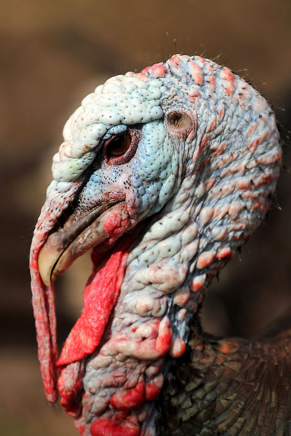 Male Turkey  Domesticated turkey,GaiaPark,Geotagged,Meleagris gallopavo,The Netherlands