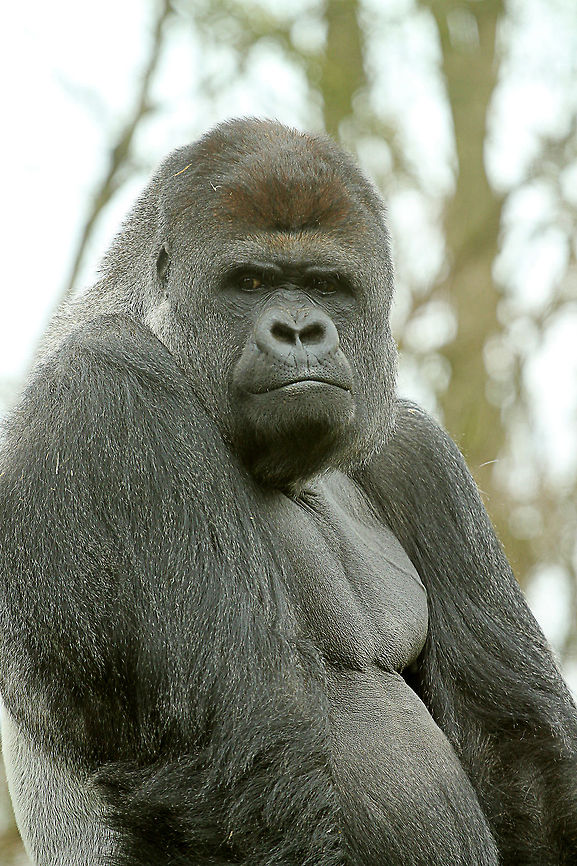 Silverback  GaiaPark,Geotagged,Gorilla gorilla gorilla,The Netherlands,Western lowland gorilla