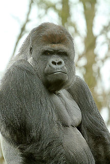 Silverback  GaiaPark,Geotagged,Gorilla gorilla gorilla,The Netherlands,Western lowland gorilla