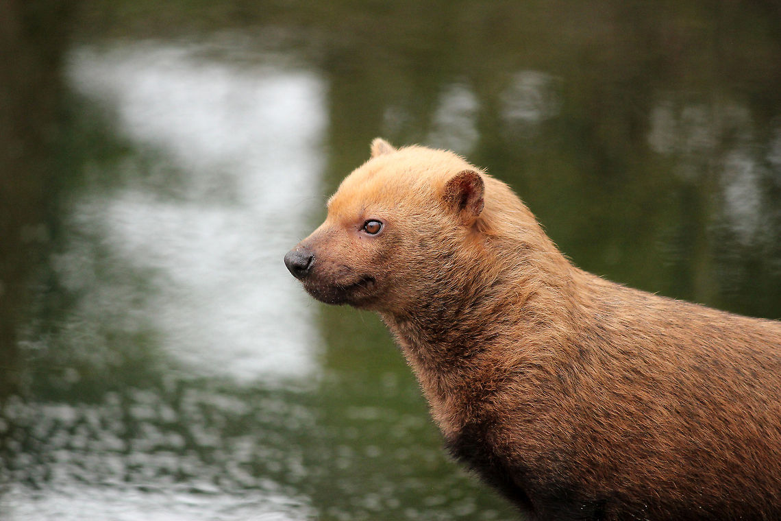 Bush dog  Bush dog,GaiaPark,Geotagged,Speothos venaticus,The Netherlands