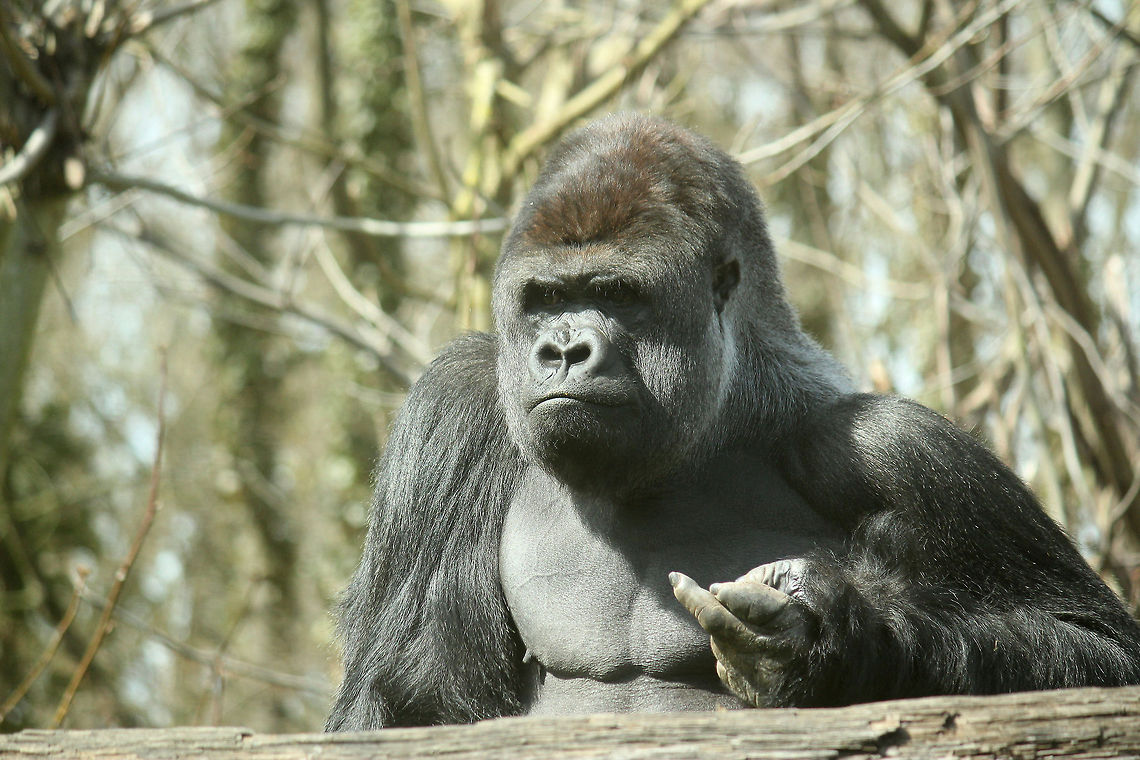 Silverback having a bad day  GaiaPark,Geotagged,Gorilla gorilla gorilla,The Netherlands,Western lowland gorilla