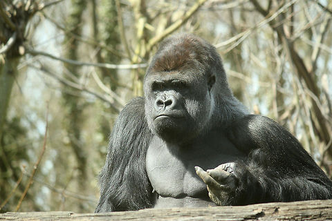 Silverback having a bad day  GaiaPark,Geotagged,Gorilla gorilla gorilla,The Netherlands,Western lowland gorilla