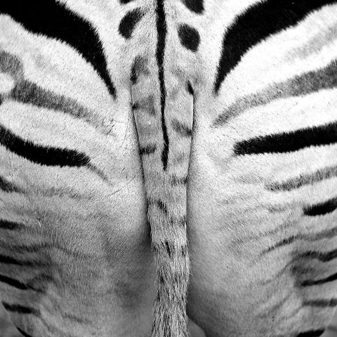 Burchells zebra  Burchells zebra,Equus quagga burchellii,Geotagged,The Netherlands