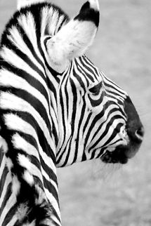 Burchells zebra  Burchells zebra,Equus quagga burchellii,Geotagged,The Netherlands