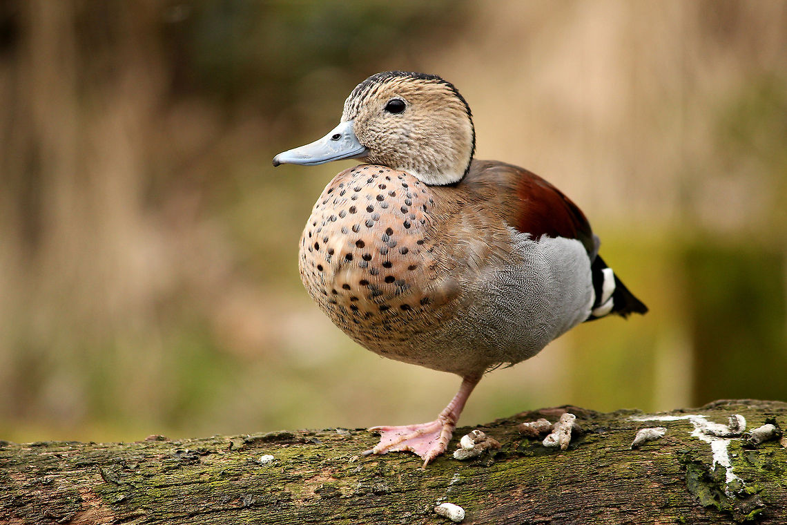 Fulvous whistling duck standing on one foot  Dendrocygna bicolor,Fulvous Whistling Duck,GaiaPark,Geotagged,The Netherlands