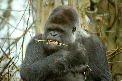 Western lowland gorilla  GaiaPark,Geotagged,Gorilla gorilla gorilla,The Netherlands,Western lowland gorilla