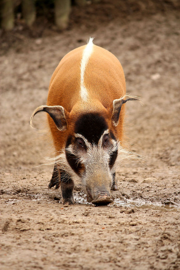 Red river hog In Dutch: penseelzwijn GaiaPark,Geotagged,Potamochoerus porcus,Red river hog,The Netherlands