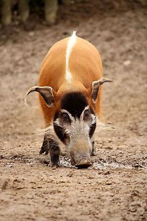 Red river hog In Dutch: penseelzwijn GaiaPark,Geotagged,Potamochoerus porcus,Red river hog,The Netherlands