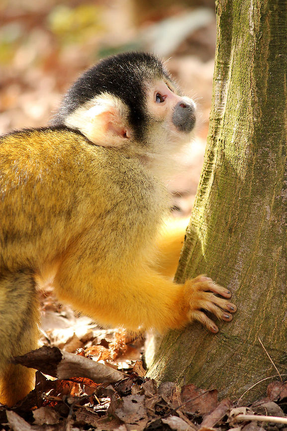 Black-capped squirrel monkey  Black-capped squirrel monkey,Geotagged,Saimiri boliviensis,The Netherlands