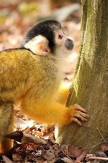 Black-capped squirrel monkey  Black-capped squirrel monkey,Geotagged,Saimiri boliviensis,The Netherlands