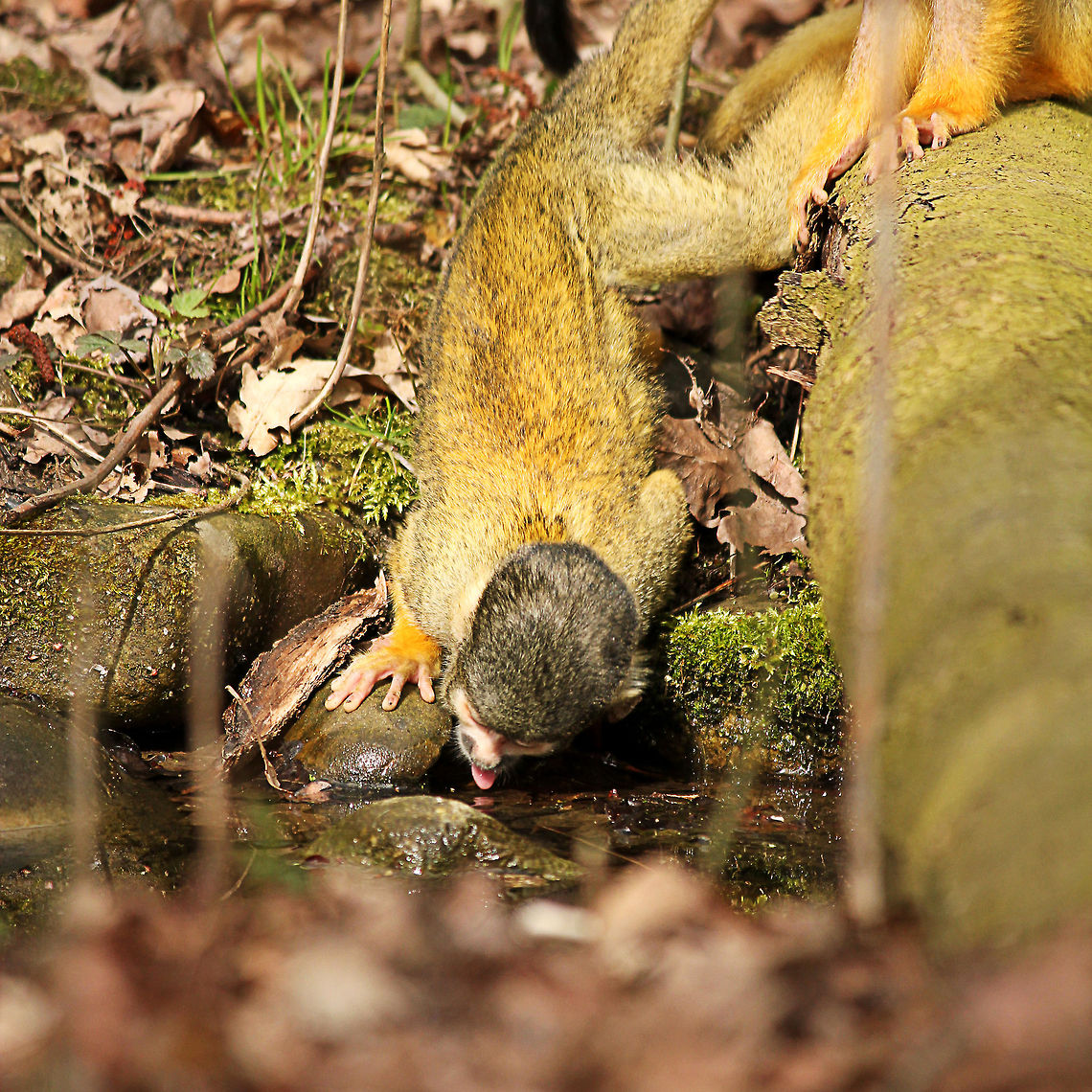 Thirsty black-capped squirel monkey  Black-capped squirrel monkey,GaiaPark,Geotagged,Saimiri boliviensis,The Netherlands