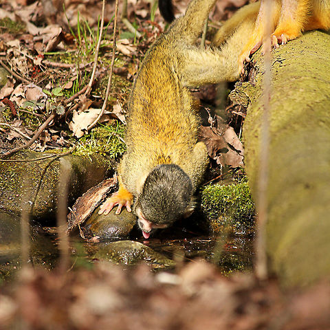 Thirsty black-capped squirel monkey  Black-capped squirrel monkey,GaiaPark,Geotagged,Saimiri boliviensis,The Netherlands