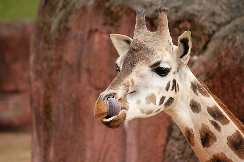 Mmmm yammi! I love nose picking  GaiaPark,Geotagged,Giraffa camelopardalis rothschildi,Rothschild Giraffe,The Netherlands