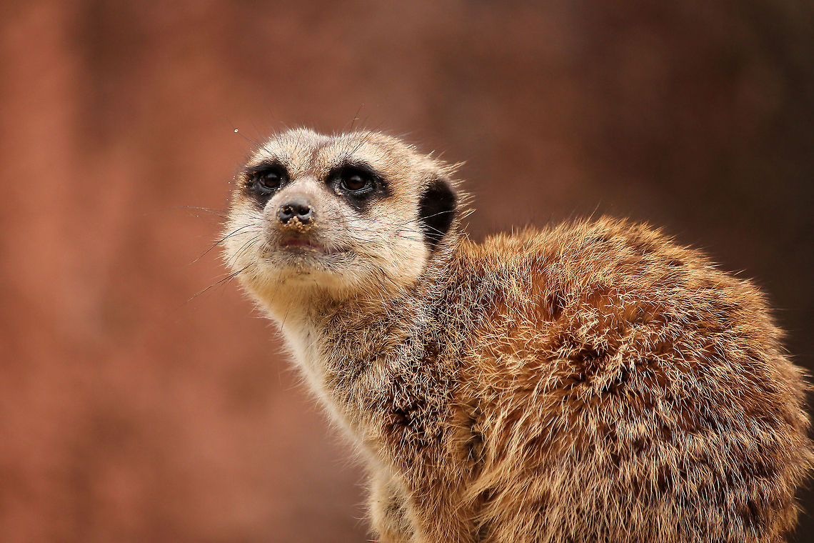 Meerkat  GaiaPark,Geotagged,Meerkat,Suricata suricatta,The Netherlands