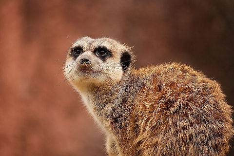 Meerkat  GaiaPark,Geotagged,Meerkat,Suricata suricatta,The Netherlands