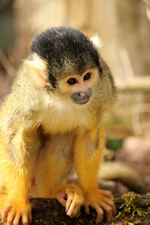 Curious black-capped squirrel monkey One of the smallest of monkeys is also one of the most aggressive. The actress who played Pippi Longstocking told once in an interview that Mr. Nielsson was also quite aggressive and not a sweet little monkey. Black-capped squirrel monkey,GaiaPark,Geotagged,Saimiri boliviensis,The Netherlands