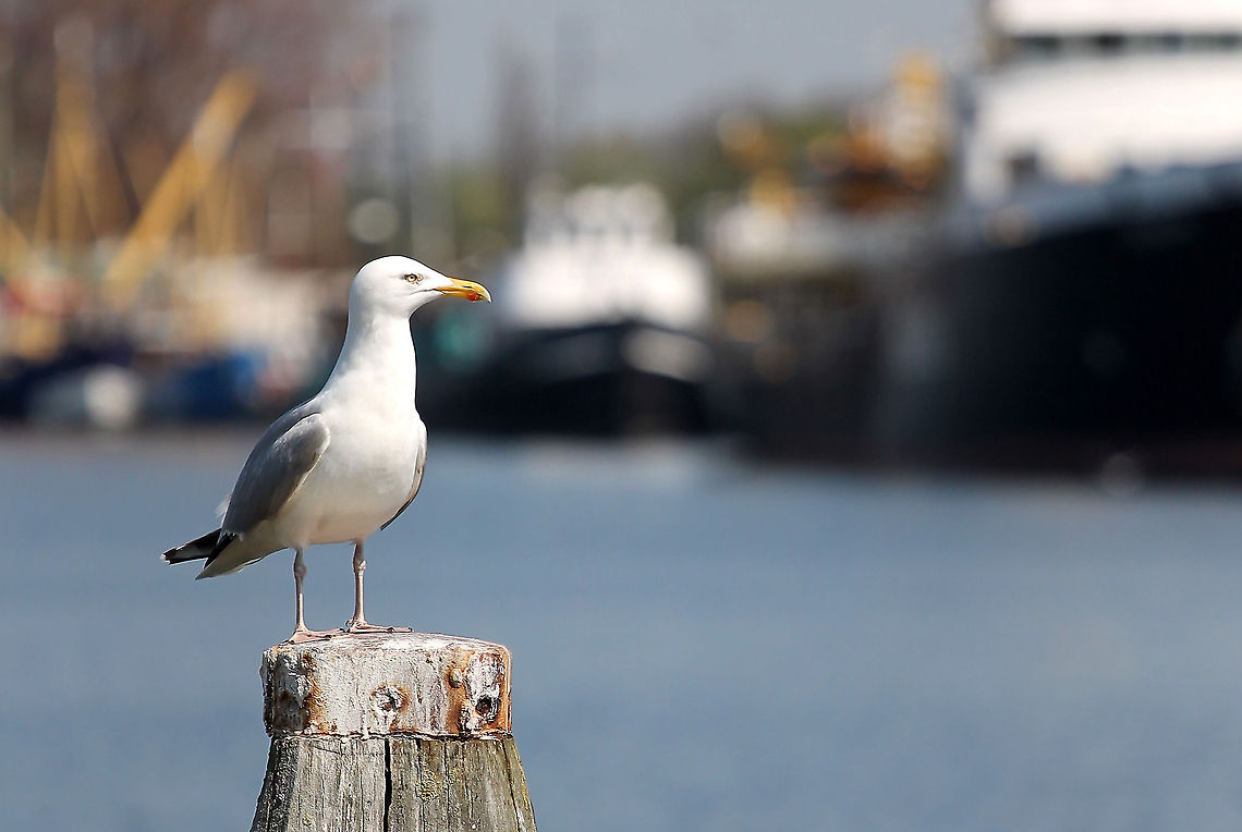Lesser Black-backed Gull  Geotagged,Larus fuscus,Lesser Black-backed Gull,The Netherlands