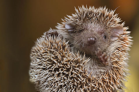 Lesser hedgehog tenrec  Echinops telfairi,Geotagged,Lesser hedgehog tenrec,Netherlands,Spring
