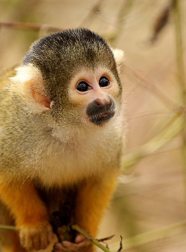 Black-capped squirrel monkey  Black-capped squirrel monkey,Geotagged,Saimiri boliviensis,The Netherlands