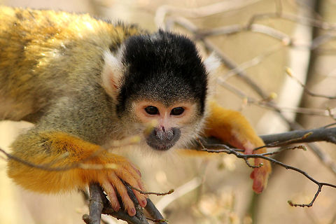 Black-capped squirrel monkey  Black-capped squirrel monkey,GaiaPark,Geotagged,Saimiri boliviensis,The Netherlands