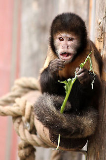 Golden-bellied capuchin