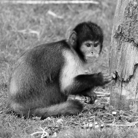 Nobody is looking?  Geotagged,Golden-bellied capuchin,Sapajus xanthosternos,The Netherlands
