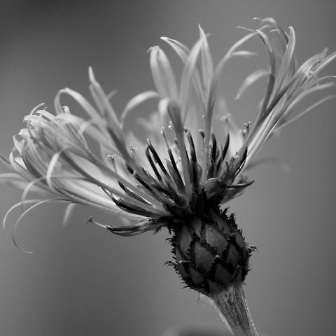 Mountain cornflower  Centaurea montana,Cornflower,Geotagged,Mountain cornflower,The Netherlands
