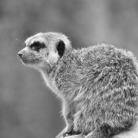 Meerkat  Geotagged,Meerkat,Suricata suricatta,The Netherlands
